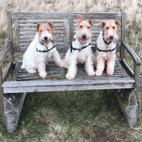 Unser Foxterrier 3er Gespann mit Ise, Nahla und Bandito