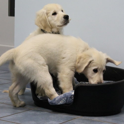 Golden Retriever Welpen beim Spielen