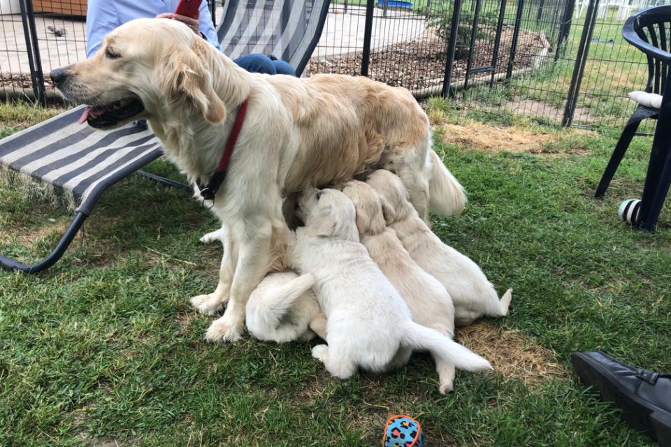 Golden Retriever Hundezüchter