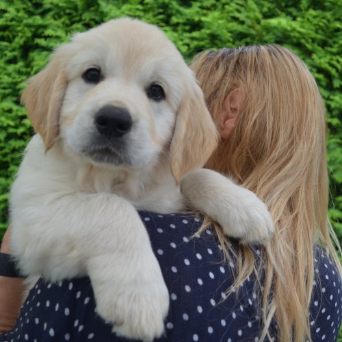 Golden Retriever Welpen Fotoshooting mit Kopf über der Schulter